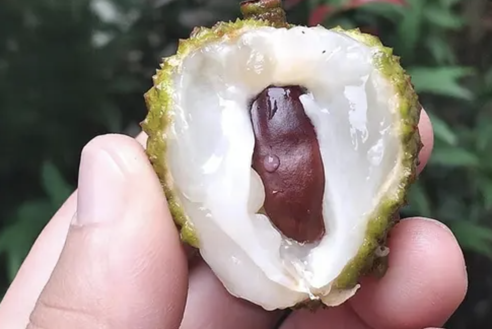 Kasztanowiec zwyczajny