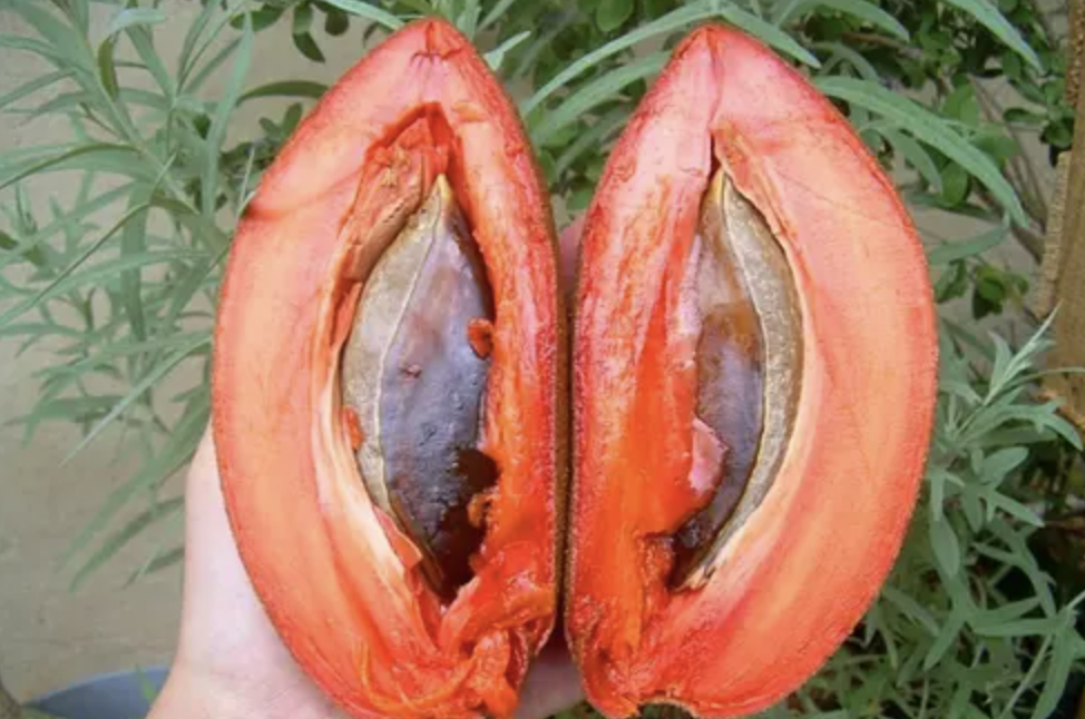 Kasztanowiec zwyczajny